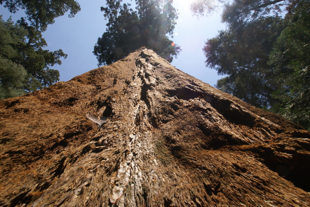 Una sequoia gegant.